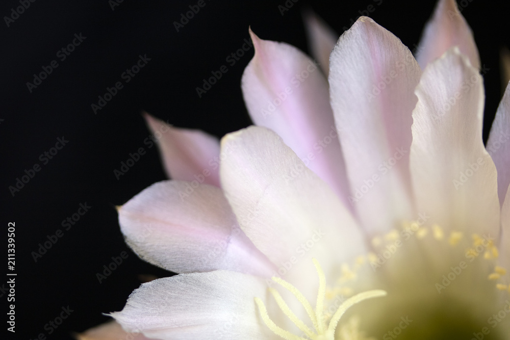 Close Up of a Flowering Cactus In Bloom on Black Background