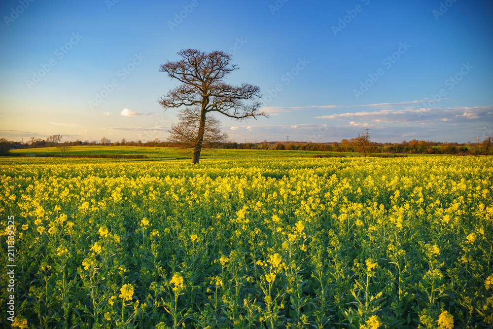 Obraz premium Tree with yellow blooming rape flowers 
