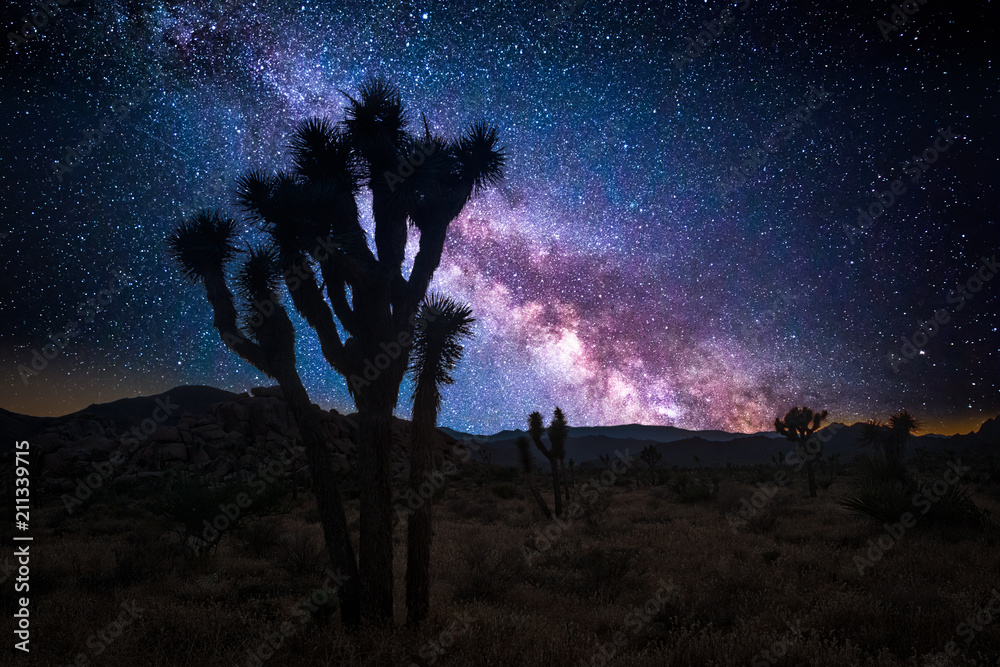 Joshua tree park under a starry night, in Mojave Desert, California