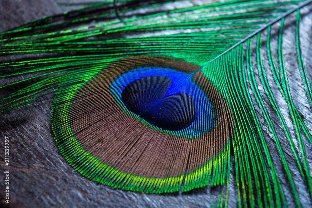 Fototapeta premium colorful peacock feather