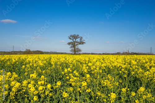 Tree with yellow blooming rape flowers 