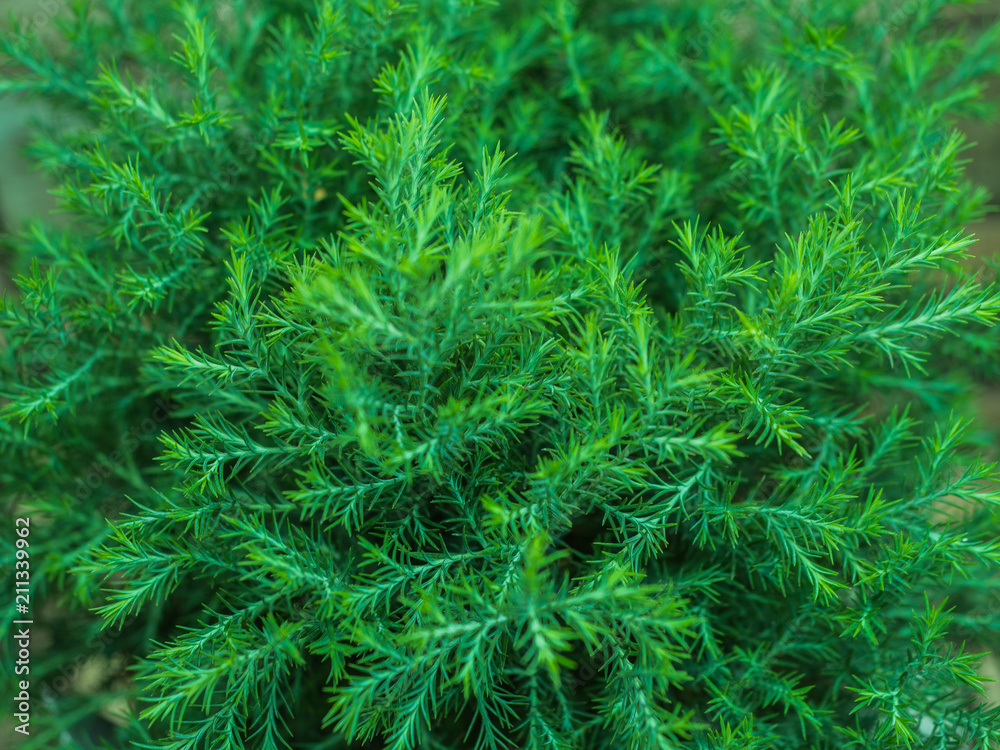 Fototapeta premium abstract green bokeh nature background from pine leaf