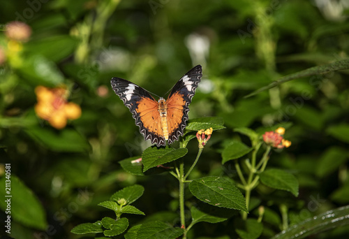 Schmetterling © Punto_e_Virgola