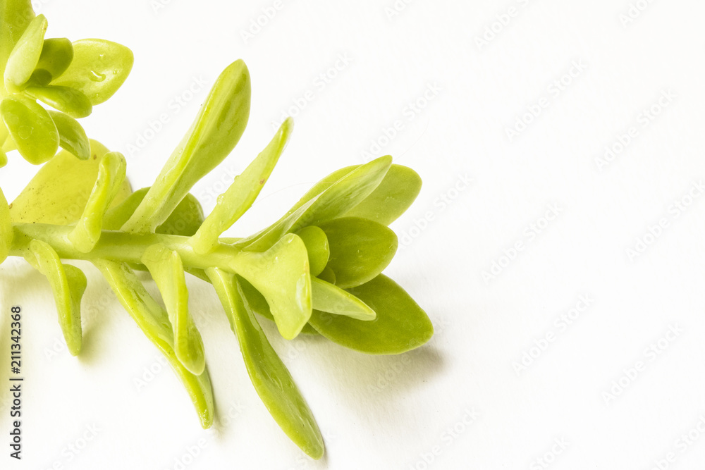 Close Up of a Green Succulent On White Background Close Up of a Green Succulent On White Background