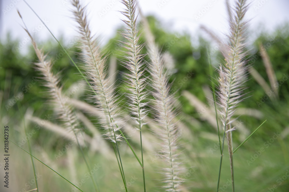 grass flower (poaceae) with a natural green background. grass flower (poaceae) with a natural green background.