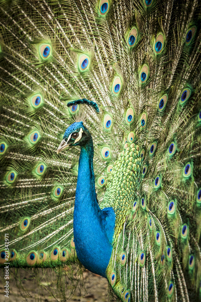 Naklejka premium Peacock giving mating call