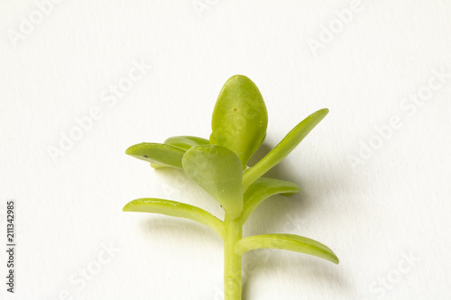 Close Up of a Green Succulent On White Background