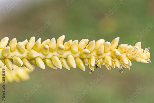 Close up yellow coconut pollen  with flying bee
