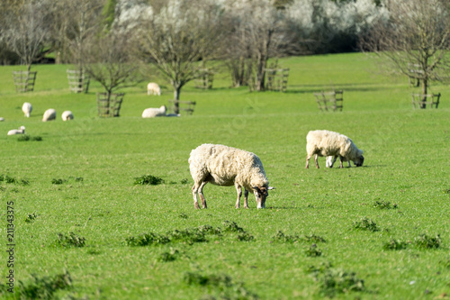 Sheeps at the grass field 