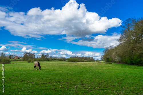 Horse at the green meadow