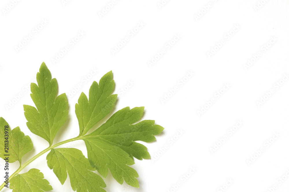 Beautiful Green Poppy Leaves on White Background Beautiful Green Poppy Leaves on White Background