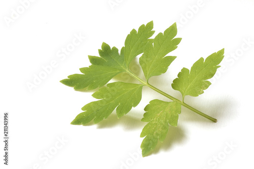 Beautiful Green Poppy Leaves on White Background