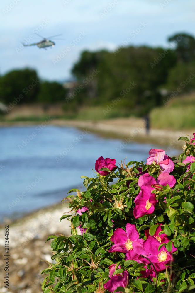 flowers on the shore