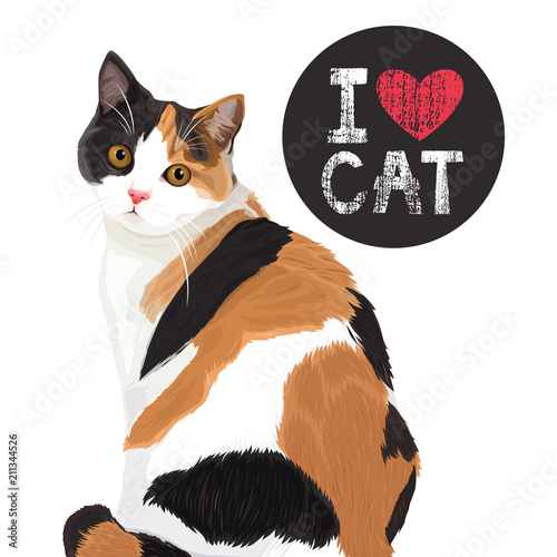 I love cute cat