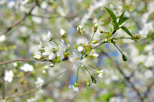 Spring Cherry blossoms