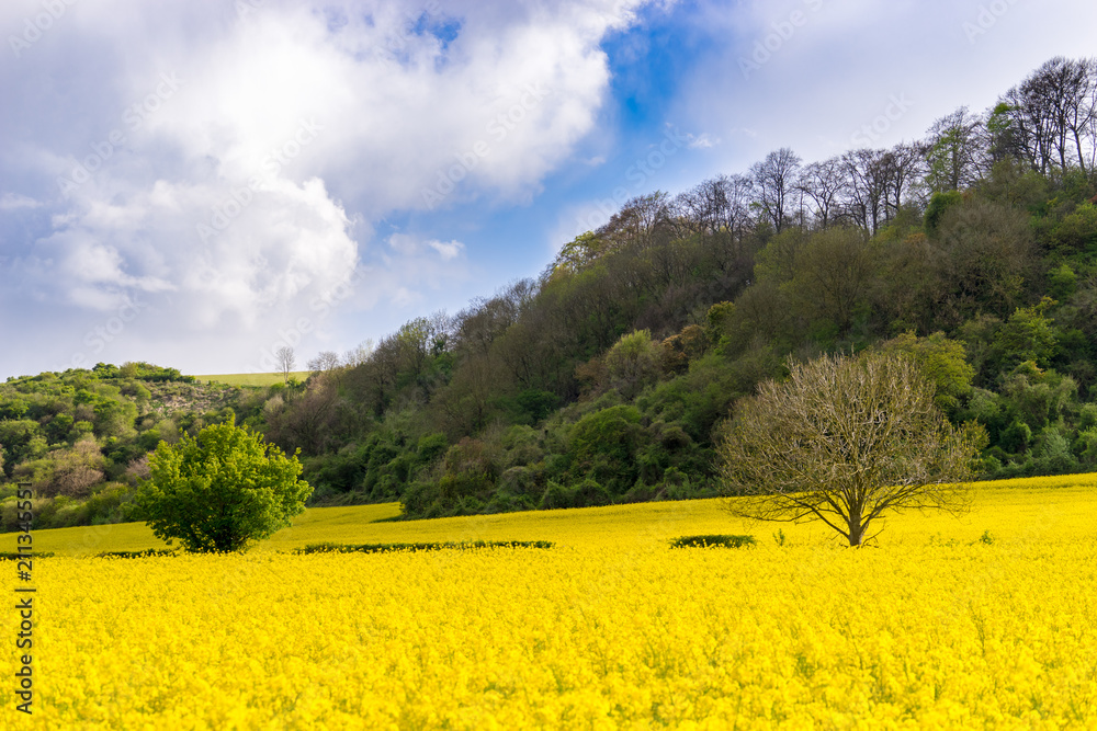 Naked and covered with leaves trees at  rape flowers field