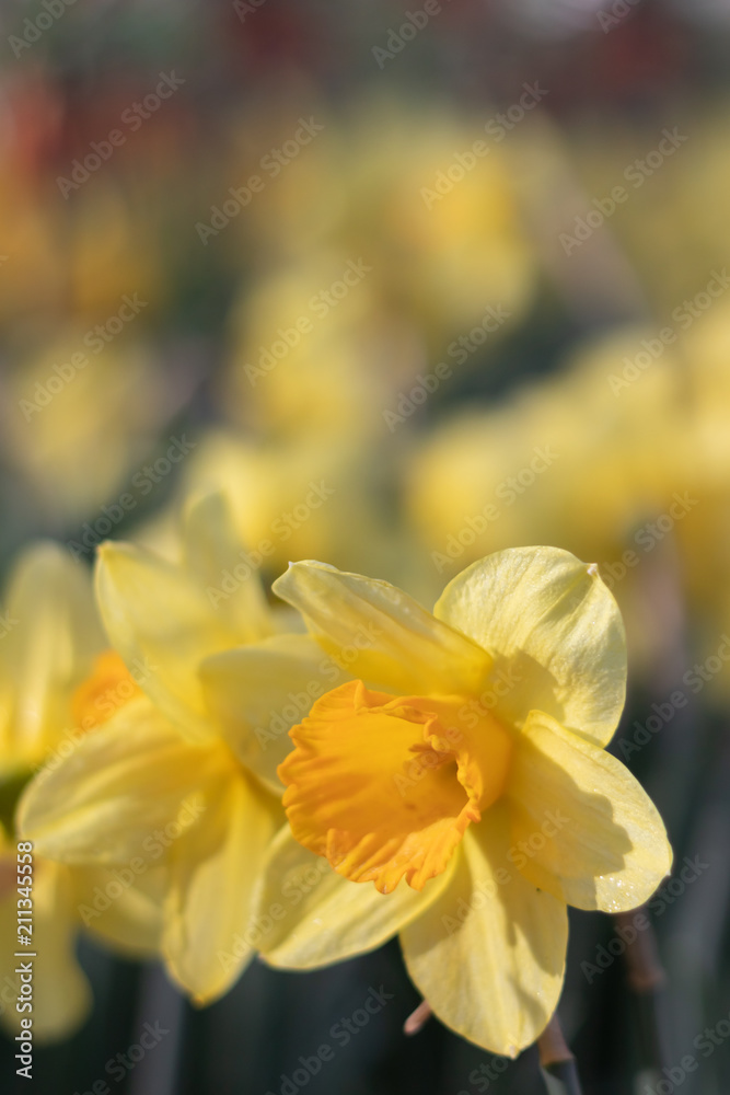 Bright and Vibrant yellow flowers garden in Keukenhof Netherlands