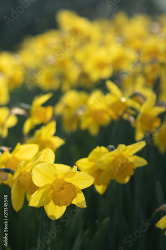 Bright and Vibrant yellow flowers garden in Keukenhof Netherlands