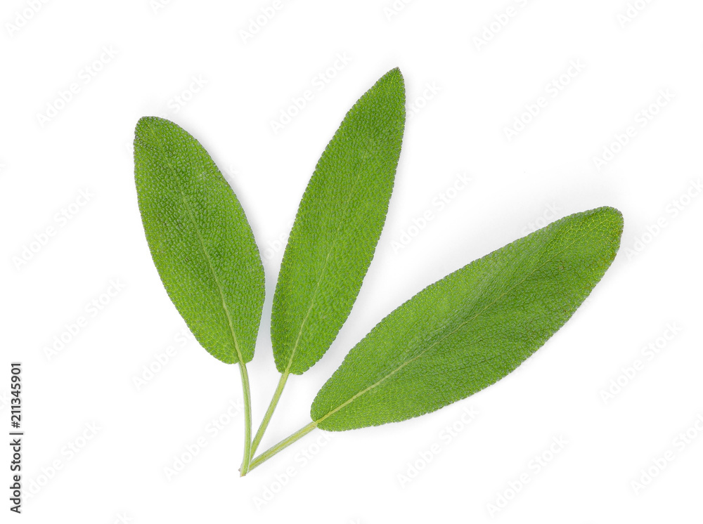 sage leaf isolated on white background, top view, flat lay