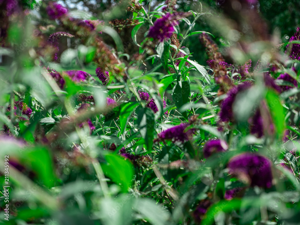 Butterfly Bush Purple Butterfly Bush Purple