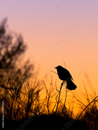 Red-Winged Blackbird and Colorful Sunset