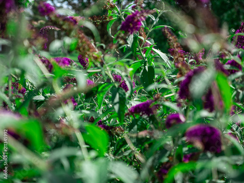Butterfly Bush Purple