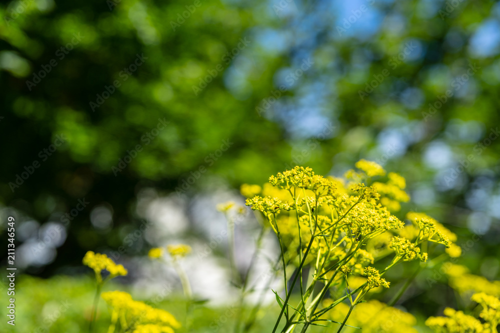 Obraz premium オミナエシ