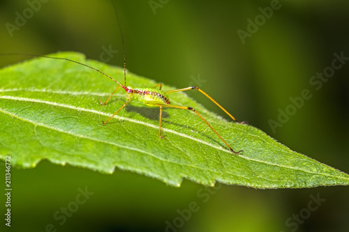 Macro of the small green Grasshopper stand on green leave,soft focus