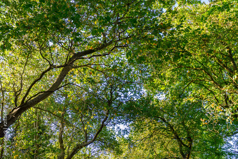 season, summer, day, background, outdoor, bright, forest, green, growth, leaf, light, looking, natural, nature, park, sky, spring, sunlight, sunny, tree, up season, summer, day, background, outdoor, bright, forest, green, growth, leaf, light, looking, natural, nature, park, sky, spring, sunlight, sunny, tree, up