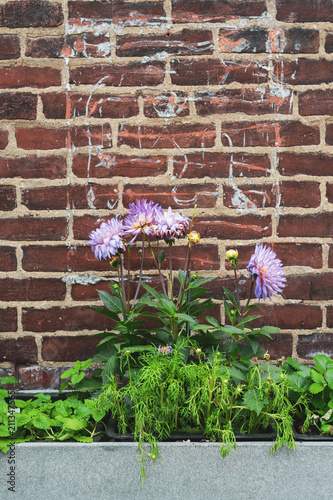 flowers and brick wall