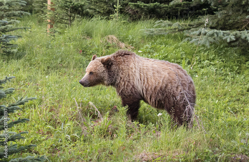 Grizzly Bear in the wild
