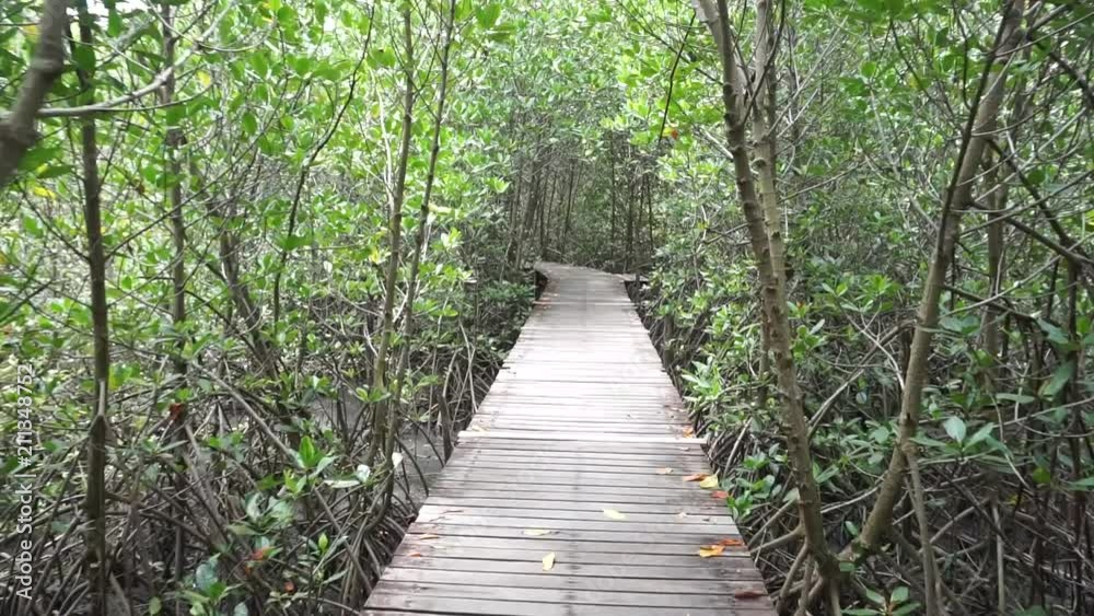 Wood bridge walkway mangrove forest Thailand Wood bridge walkway mangrove forest Thailand