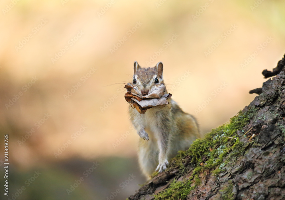 The chipmunk is sitting near the tree. The chipmunk is sitting near the tree.
