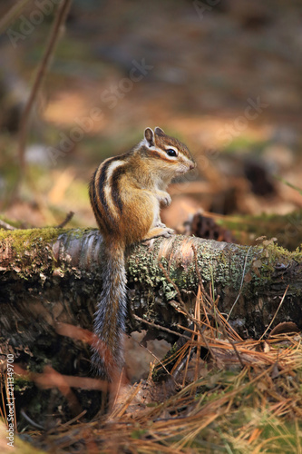 The chipmunk is sitting near the tree.