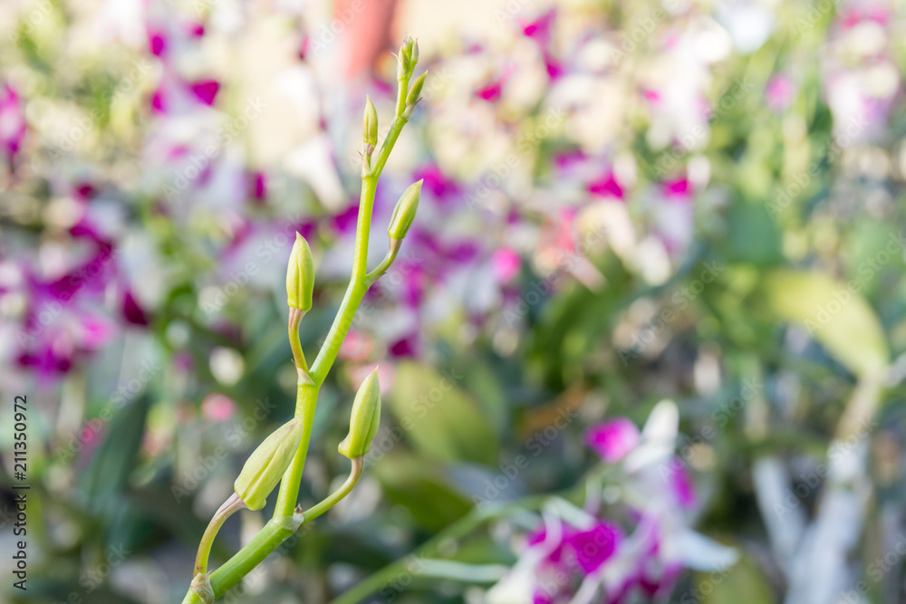 A large bouquet of white and pink orchids. Close up. A large bouquet of white and pink orchids. Close up.