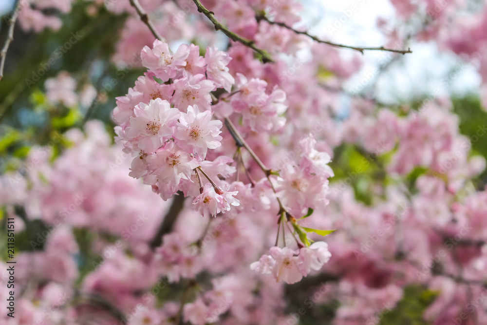 beautiful pink sakura, cherry blossom