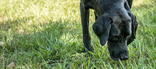 Black labrador retriever pointer mix dog sniffing the grass.