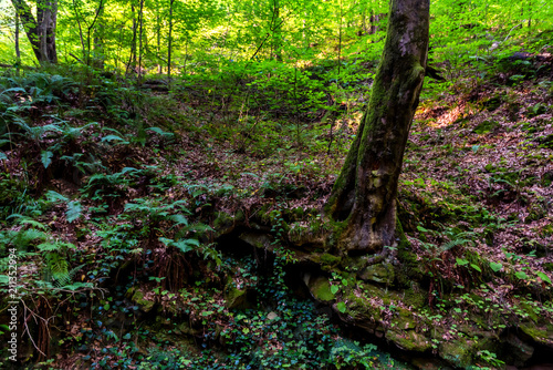 Trees and moss in green forest