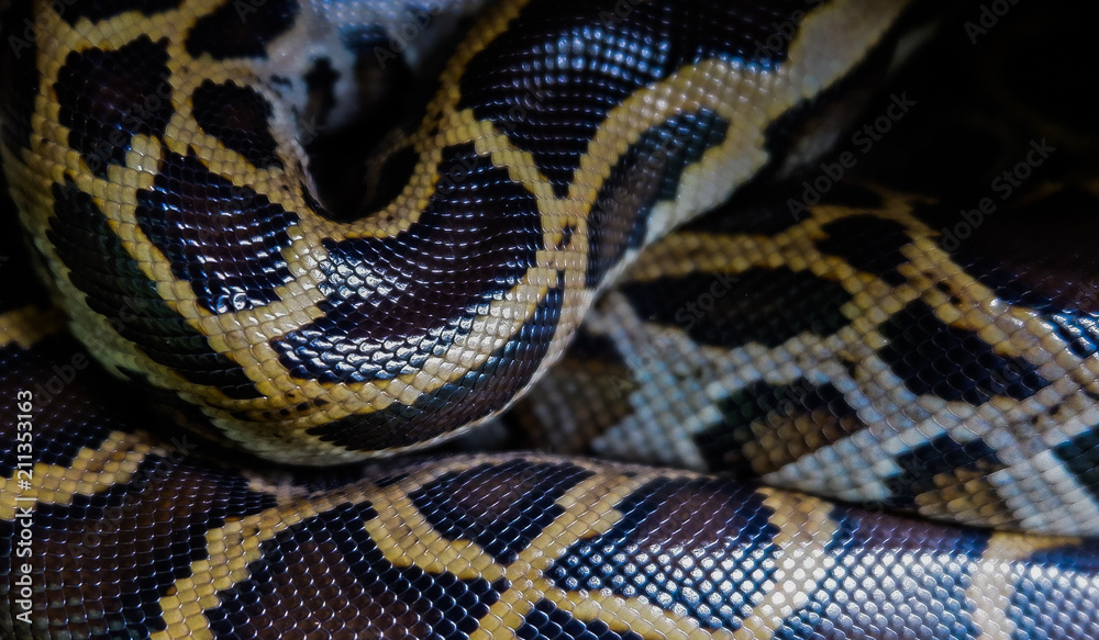 Skin of Burmese python,Python bivittatus, Skin of Burmese python,Python bivittatus,