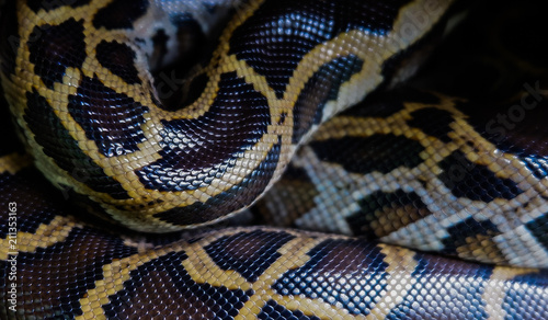 Skin of Burmese python,Python bivittatus,