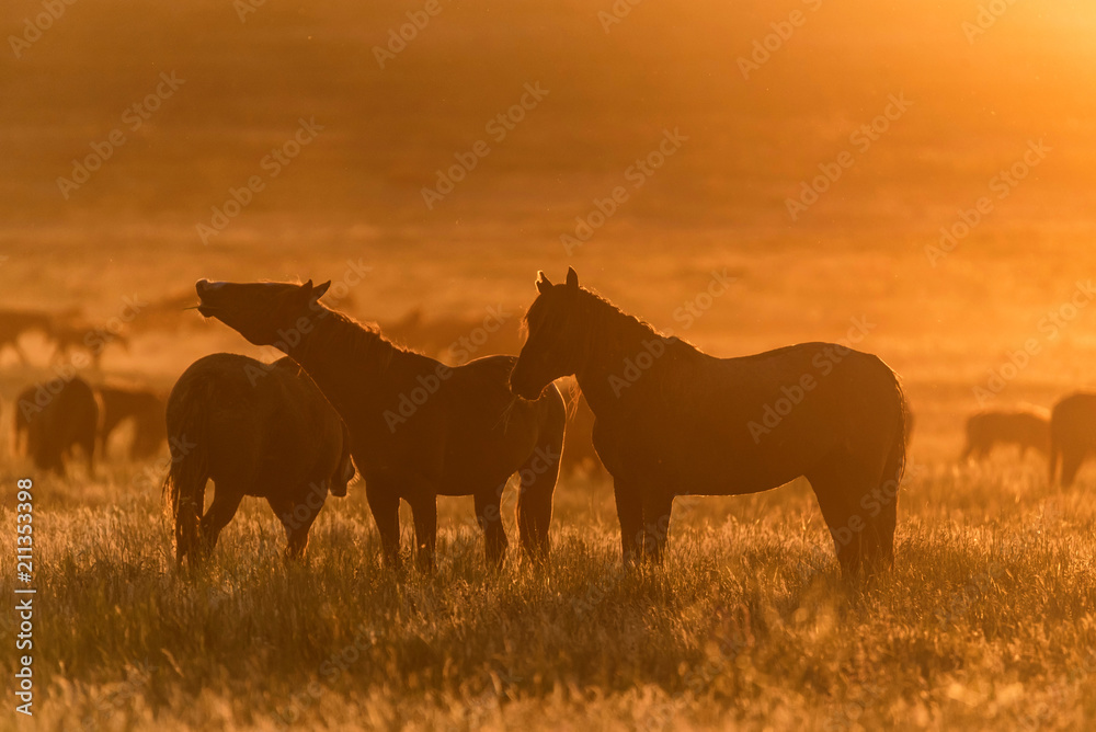 Wild horses graze in the meadow at sunset Wild horses graze in the meadow at sunset