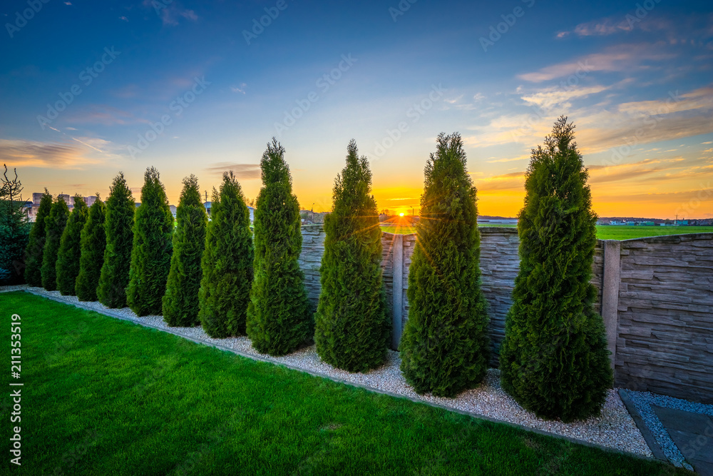Ταπετσαρία Thuya trees near the garden fence at sunset