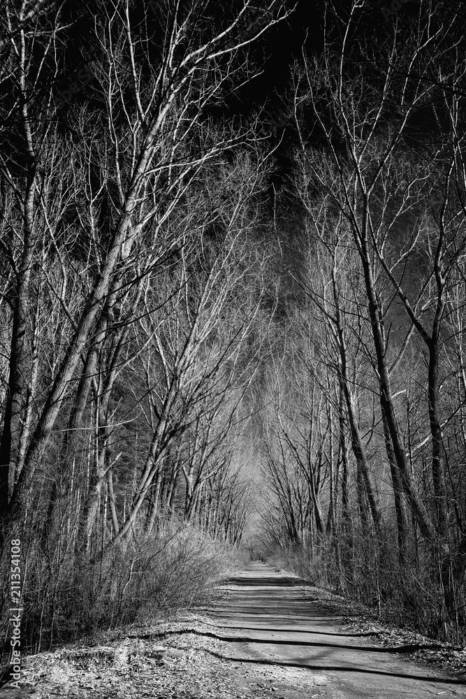 Obraz premium black and white photo.