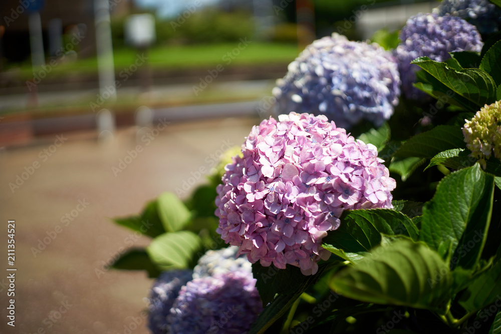 枯れかけの紫陽花 Stock Photo Adobe Stock