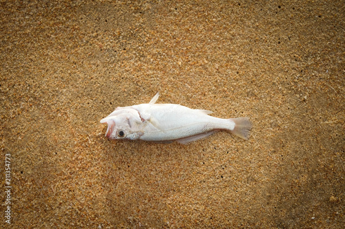 Close up Dead fish on the beach.