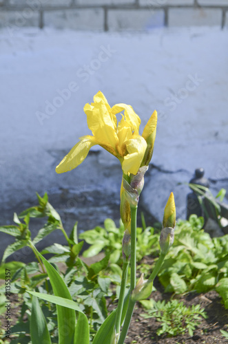 Fototapeta Naklejka Na Ścianę i Meble -  Flowers of yellow irises