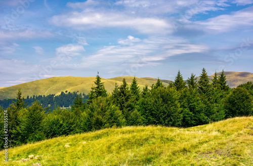 Fototapeta Naklejka Na Ścianę i Meble -  summer landscape with forested hills. beautiful scenery of Svydovets mountain ridge, Ukraine