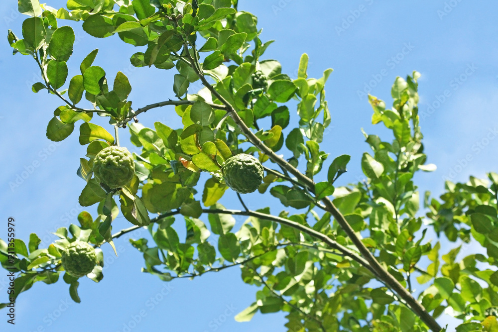 Kaffir lime or bergamot hanging on branch of tree on blue sky background