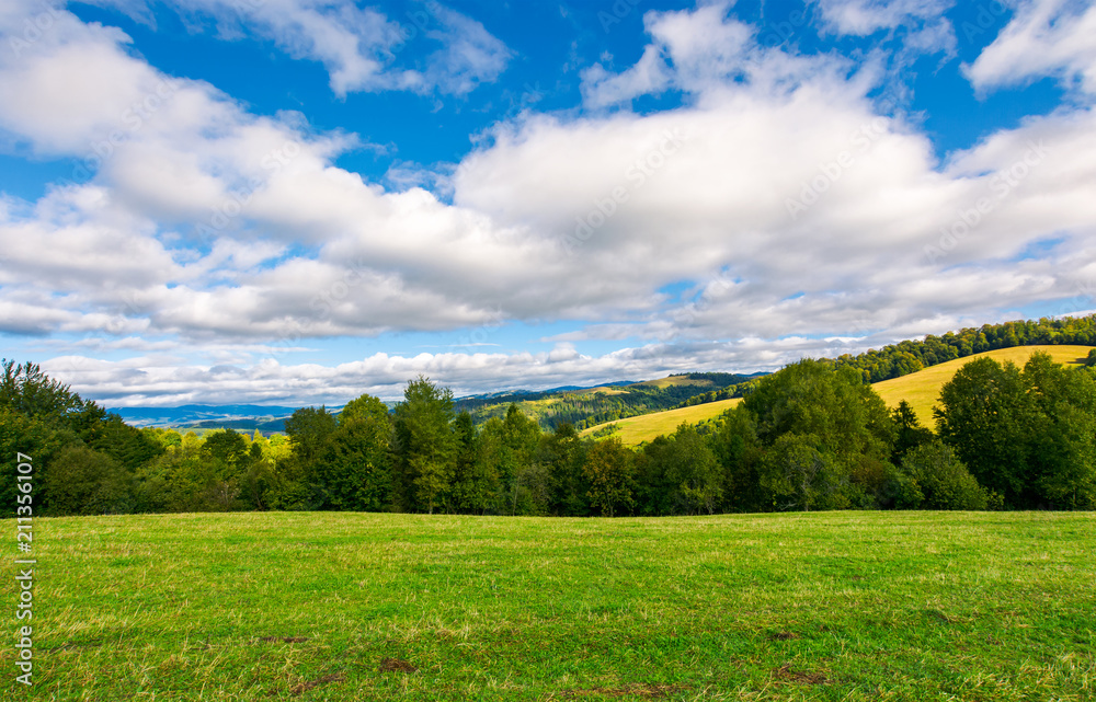 Naklejka premium beautiful grassy meadow on hillside in mountains. row of trees on the edge of a hill under the gorgeous cloudy sky