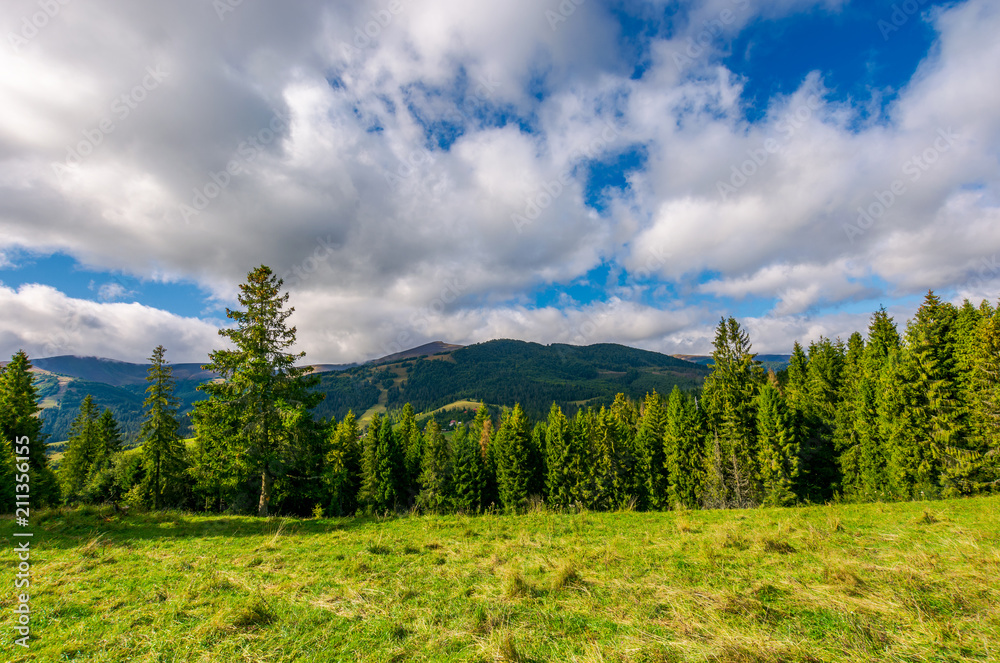 spruce forest on the grassy hillside. lovely mountainous landscape with gorgeous sky spruce forest on the grassy hillside. lovely mountainous landscape with gorgeous sky